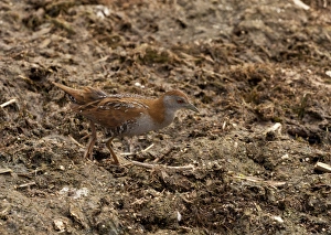 Aegean Prints: Baillons Crake (Porzana pusilla) adult, walking on mud, Aghia Lake, Crete, Greece, April