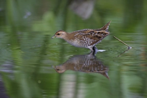 Shallows Prints: Baillons Crake (Porzana pusilla) immature