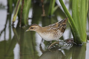 Baillons Crake (Porzana pusilla) immature, walking in shallow water, Long Valley, New Territories, Hong Kong, China