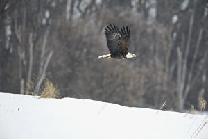 Vulnerable Prints: Bald Eagle (Haliaeetus leucocephalus) adult