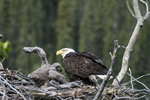 Nest Prints: Bald Eagle (Haliaeetus leucocephalus) adult with chick