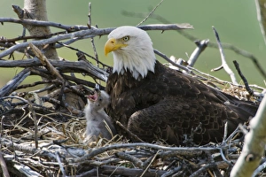 Bald Eagle (Haliaeetus leucocephalus) adult with chick, begging at nest in tree, Yukon River, Yukon, Canada, May