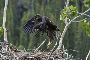 Nest Prints: Bald Eagle (Haliaeetus leucocephalus) chick