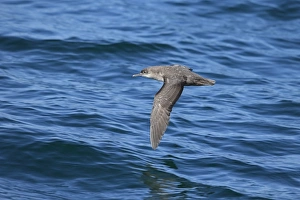 Seabird Prints: Balearic Shearwater (Puffinus mauretanicus) adult, in flight over sea, Morocco, November