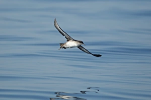 Critically Endangered Prints: Balearic Shearwater (Puffinus mauretanicus) adult