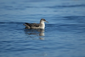 Balearic Shearwater (Puffinus mauretanicus) adult, swimming at sea, Algarve, Portugal, october