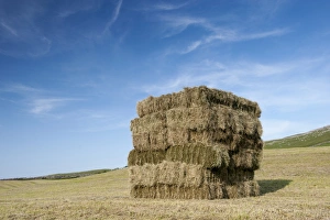: Bales of hay, stacked in flat eight system on field, Cumbria, England, July