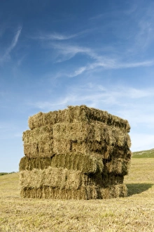 : Bales of hay, stacked in flat eight system on field, Cumbria, England, July