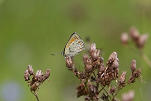 Copper Prints: Balkan Copper Butterfly, female, Bulgaria
