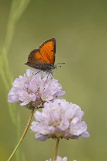 Southeastern Europe Prints: Balkan Copper (Lycaena candens) adult male, resting on flower, Bulgaria, July