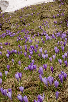 Balkan Crocus (Crocus veluchensis) flowering mass, growing on mountain snowline, Pirin Mountains, Central Bulgaria, may