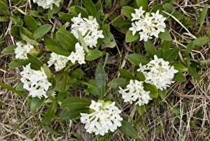 Balkan Prints: Balkan Daphne (Daphne blagayana) flowering, Pindos Mountains, Northern Greece, May