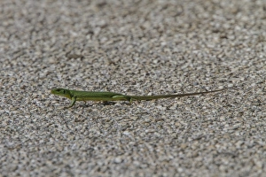 Green Prints: Balkan green lizard - Lacerta trilineata