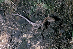 Lizards Prints: Balkan Wall Lizard (Podarcis taurica) HK008195