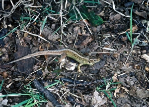 Lizard Prints: Balken sand Lizard Male