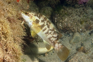 Wrasses Prints: Ballan Wrasse (Labrus bergylta) adult
