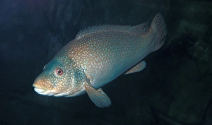 Ballan Wrasse (Labrus bergylta) swimming