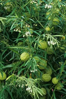 Images Dated 2012 June: Balloon Milkwood (Asclepias physocarpa) close-up of fruits