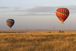 Safaris Prints: Ballooning, hot-air balloons over savannah habitat, Masai Mara, Kenya, August