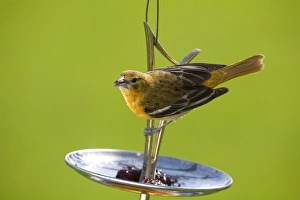 Feeder Prints: Baltimore Oriole (Icterus galbula) adult female