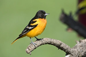 Icterids Prints: Baltimore Oriole (Icterus galbula) adult male, perched on twig, North Dakota, U. S. A. may