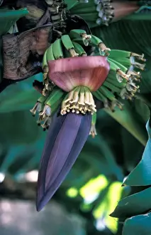 Banana (Musa sapientum) Close-up of plant showing flower