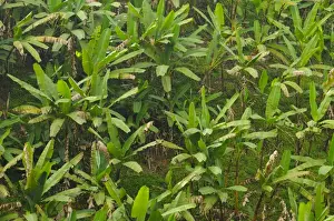 Encroaches Prints: Banana (Musa sp. ) crop, growing on hillside at edge of Nyungwe Forest N. P. Rwanda, march