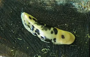 Banana Slug (Ariolimax columbianus) Washington State, USA