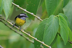 Bananaquit (Coereba flaveola) adult, perched on stem, Trinidad and Tobago, March