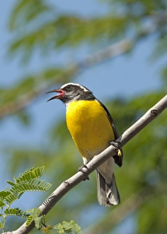 Singing Prints: Bananaquit (Coereba flaveola) adult