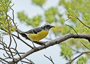 Bonaire Prints: Bananaquit (Coereba flaveola) adult