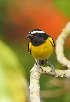 Bananaquit (Coereba flaveola flaveola) adult, perched on branch, Linstead, Jamaica, april