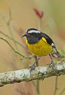 Bananaquit (Coereba flaveola flaveola) adult, perched on branch, Linstead, Jamaica, april