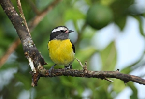 Bananaquit (Coereba flaveola flaveola) adult, perched on branch, Linstead, Jamaica, april