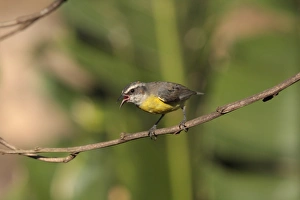 Banana Quit Prints: Bananaquit (Coereba flaveola) juvenile