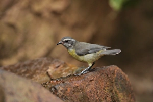 Bananaquit (Coereba flaveola) juvenile, approaching drinking pool, Puerto Iguazu, Misiones, Argentina, november