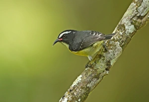 Bananaquit (Coereba flaveola martinicana) adult, perched on branch, Fond Doux Plantation, St