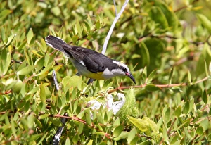 Banana Quit Prints: Bananaquit (Coereba flaveola) Turks and Caicos race