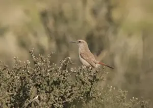 Band-tailed Earthcreeper (Eremobius phoenicurus) adult, perched on bush, Rio Gallegos, Santa Cruz, Argentina, november