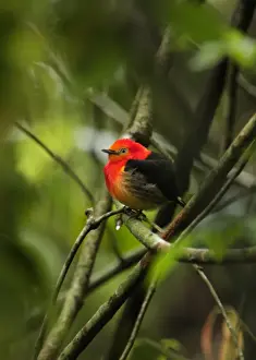 Band-tailed Manakin (Pipra fasciicauda) adult male, perched on twig, Puerto Bemberg, Misiones, Argentina, september