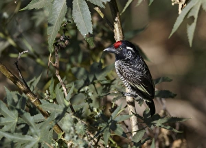 Horn Of Africa Prints: Banded Barbet (Lybius undatus) adult, perched on branch, Koka Dam, Oromia, Ethiopia