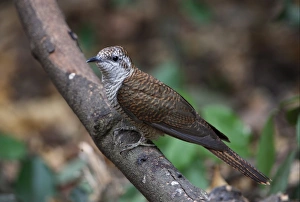 Banded Bay Cuckoo (Cacomantis sonneratii) adult, perched on branch, Kaeng Krachan N. P. Thailand, february