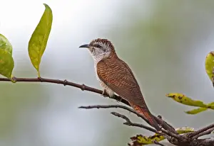 Banded Bay Cuckoo (Cacomantis sonneratii sonneratii) adult, perched on twig, Prey Veng, Cambodia, January