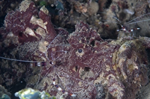 Maluku Prints: Banded Boxer Shrimp (Stenopus hispidus) two adults