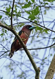 Kaeng Krachan Prints: Banded Broadbill (Eurylaimus javanicus friedmanni) adult male