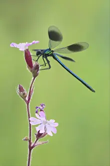 Banded Demoiselle (Calopteryx splendens) adult male, resting on flower, Leicestershire, England, june