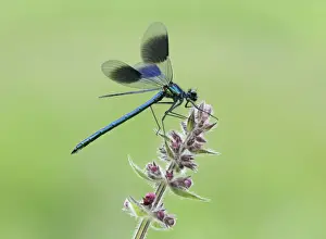 Banded Demoiselle (Calopteryx splendens) adult male, resting on Marsh Woundwort (Stachys palustris) flowerhead, Leicestershire, England, june