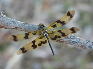 Banded Flutterer (Rhyothemis graphiptera) adult, resting on twig, Kakadu, Northern Territory, Australia, september