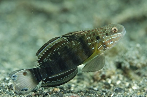 Indopacific Prints: Banded Goby (Amblygobius phalaena) adult