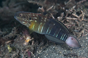 Strait Prints: Banded Goby (Amblygobius phalaena) adult